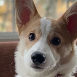 Candy Corn (black) full tail - Red Pembroke Welsh Corgi puppy in Washington from KB Corgis