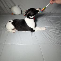 Whippet Puppies from Hertzog  Whippets