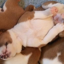 Basenji puppies from Khani's Basenjis and Italian Greyhounds