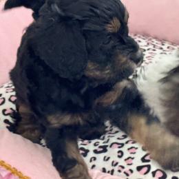 Jules - Black & tan female Maltipoo puppy in Tomball, Texas from Angela Hurd's Maltipoos