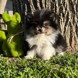 Hank - Tri-colored male Pomeranian puppy in San Jacinto, California from Savvypomeranians