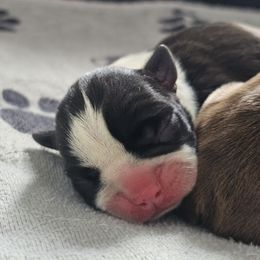 Bubbles - Black and white female Boston Terrier puppy in Yakima, Washington from Bostons of Central Washington