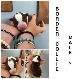 Bullet - Red male Border Collie puppy in North Lakeport, California from Wild Rose Ranch