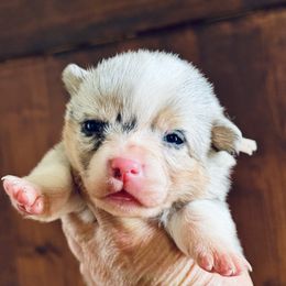 Gravy-Tan collar - Blue merle and white male American Corgi puppy in Benjamin, Utah from Nuna’s  Corgis