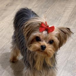 Yorkshire Terrier puppies from Chikito's Yorkies