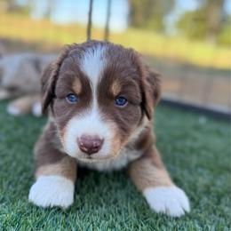 Rufus - Red tri-color male Australian Shepherd puppy in Ramona, California from Blue Moon Aussies