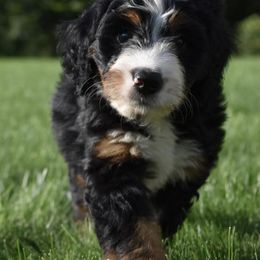 Goldendoodle Puppies from Labradoodleday