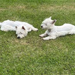 West Highland White Terrier puppies from Amazing Grace Westies