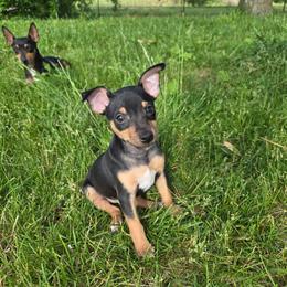 Cypress - Black tan and white male Rat Terrier puppy in Brookfield, Missouri from Country Rat Terriers