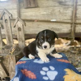Vidia (2800) - Black and white female American Corgi puppy in Valley, Washington from Corgis of the Mountain Valley