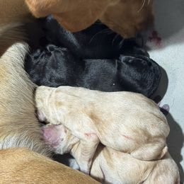 Girl 2 - Black female Labrador Retriever puppy in Newport, North Carolina from AKS’s Water Bound Retrievers