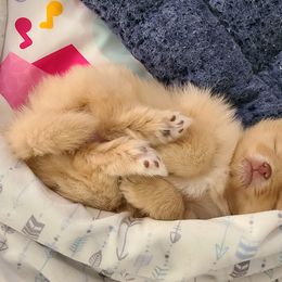 Pomeranian Puppies from Merri's Pom's