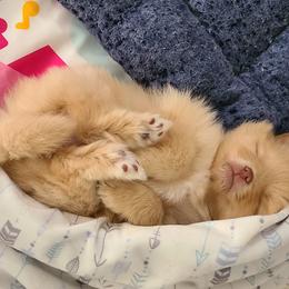 Pomeranian Puppies from Merri's Pom's