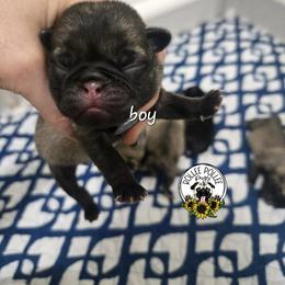 Boy 3 - Fawn male Pug puppy in Keysville, Georgia from Rollee Pollee Pugs