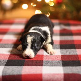 Girl 5 - Black and white female Border Collie puppy in Cadiz, Ohio from Graham Livestock