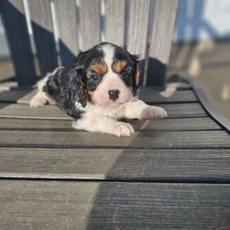 Scout - Black and tan male Cavalier King Charles Spaniel puppy in Decatur, Illinois from Petite Pups