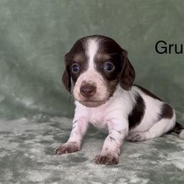 Grumpy - Piebald male Dachshund puppy in Poteau, Oklahoma from Sisters Dazzling Dachshunds