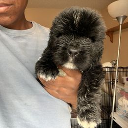 Newfoundland Puppies from Knallhart Kennels