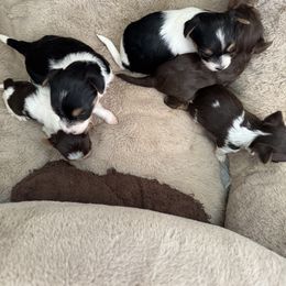 Yorkshire Terrier puppies from MCM Acres