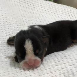 Twixs - Bulldog puppy in Alexandria, Virginia from Stacey D’s Bulldogs