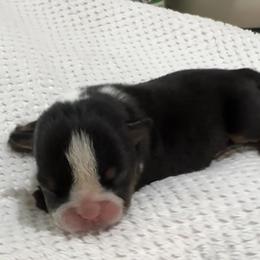 Twixs - Bulldog puppy in Alexandria, Virginia from Stacey D’s Bulldogs