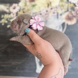 Chamomile - Lilac dilute female Chinese Shar-Pei puppy in Lehigh Acres, Florida from Florida Wrinkles