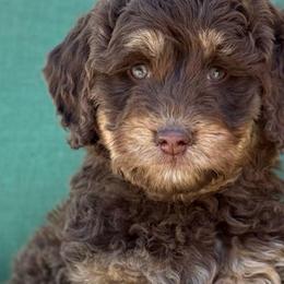 Fern- red collar - Phantom female Bernedoodle puppy in Colorado Springs, Colorado from Mercy Mountain Bernedoodles