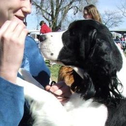 Gretchen - English Springer Spaniel