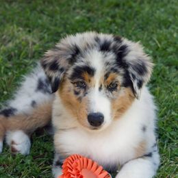 Australian Shepherd Puppies from Everly Australian Shepherds
