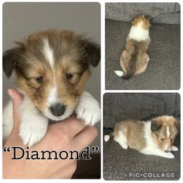 Diamond - Sable and white female Shetland Sheepdog puppy in Aumsville, Oregon from Porter Creek Kennels