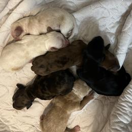 Dachshund Puppies from Witchy Woman’s Wiener’s