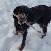 Gordon Setters from Heart of Gold Canine