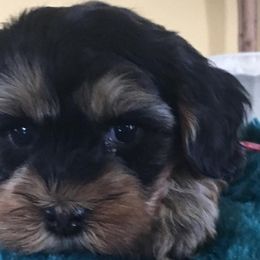 Bichon Frises and Yorkshire Terriers from DreamCatcher Farm