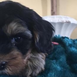 Bichon Frises and Yorkshire Terriers from DreamCatcher Farm