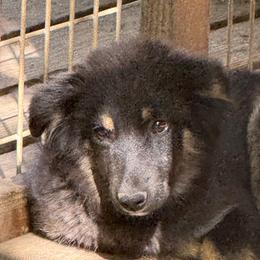 Midnight - Black tri-color female Australian Shepherd puppy in Four Oaks, North Carolina from RoseWest Farms