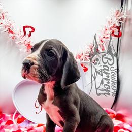 Ozzy - Mantle male Great Dane puppy in Prairieville, Louisiana from Southern Barron Danes & Dachshunds