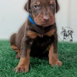 Red Male - Red and rust male Doberman Pinscher puppy in Spencer, Indiana from Jackson's Dobermans