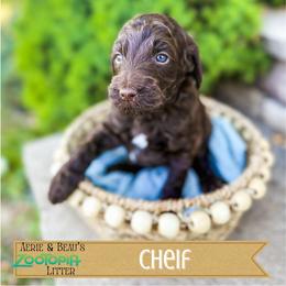Chief - Chocolate male Goldendoodle puppy in Soddy Daisy, Tennessee from The W Doods