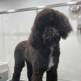 Poodle Puppies from Rhapsody Standard Poodles