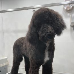 Poodle Puppies from Rhapsody Standard Poodles