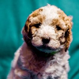 Goldendoodles from Amber’s Goldendoodles
