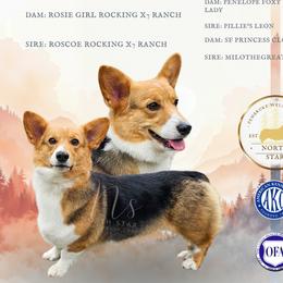 Rossi Sue - Pembroke Welsh Corgi