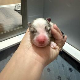 Kylo - Blue merle male Miniature Australian Shepherd puppy in Lacombe, Louisiana from Indigo River Aussies