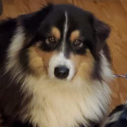 Marcus - Australian Shepherd