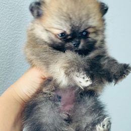 Pomeranian Puppies from Dory Poms Zuñiga