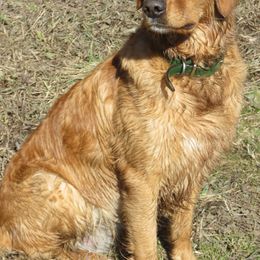 Golden Retrievers from Katherine Wolf