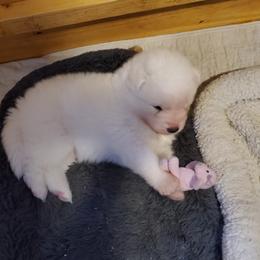 Samoyed Puppies from Limelight Samoyeds