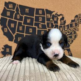 Bluey - Black tri male Miniature Australian Shepherd puppy in Michie, Tennessee from Acton Aussies