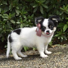 Popsicle - Black and tan female Chihuahua puppy in Gloucester, Virginia from Charlotte's Web of Chihuahuas