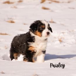 Paisley - Black tri female Miniature Australian Shepherd puppy in Blackfoot, Idaho from Bellewynd Acres
